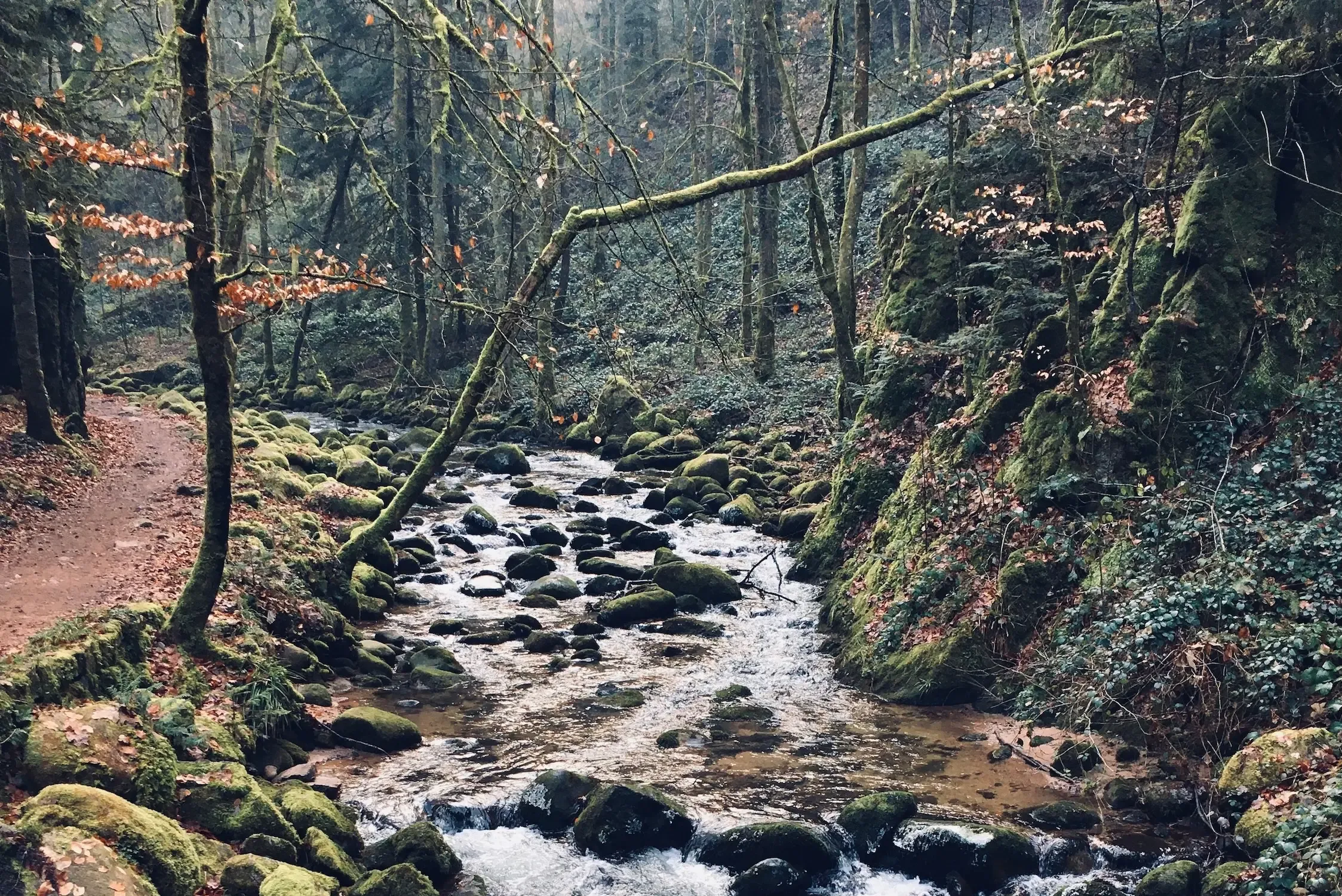 Geschichte des Schwarzwaldes Teil2